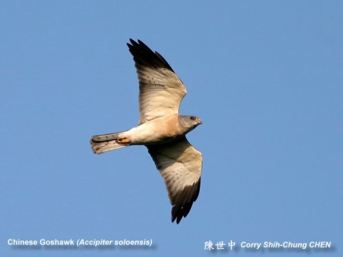 Chinese Goshhawk spotted at Seletar. By courtesy of www.5b.biglobe.ne.jb